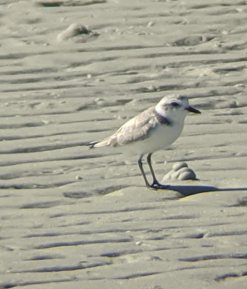 Snowy Plover - ML404154871