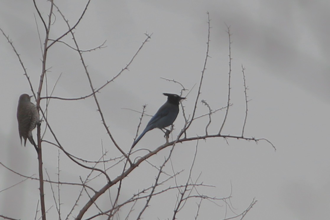 Steller's Jay - ML404155691