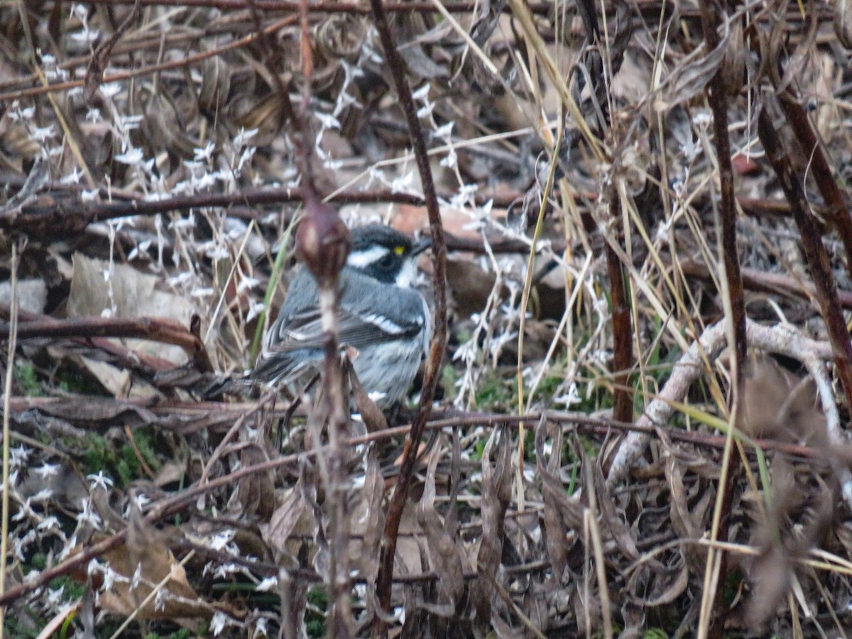 Black-throated Gray Warbler - ML404157141