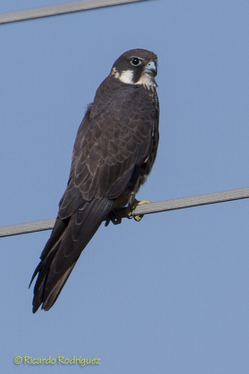 Eleonora's Falcon - Ricardo Rodríguez