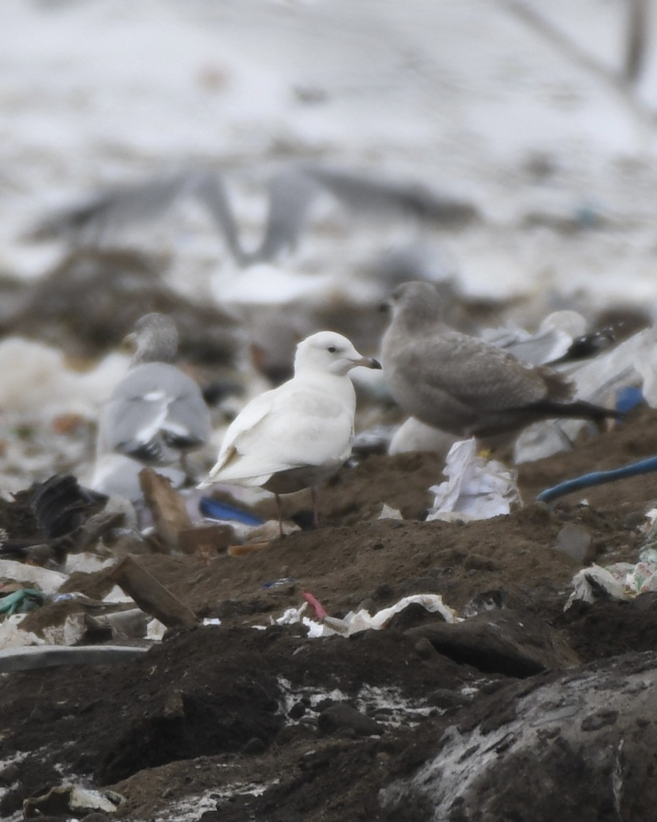 Gaviota Groenlandesa (kumlieni/glaucoides) - ML404157801