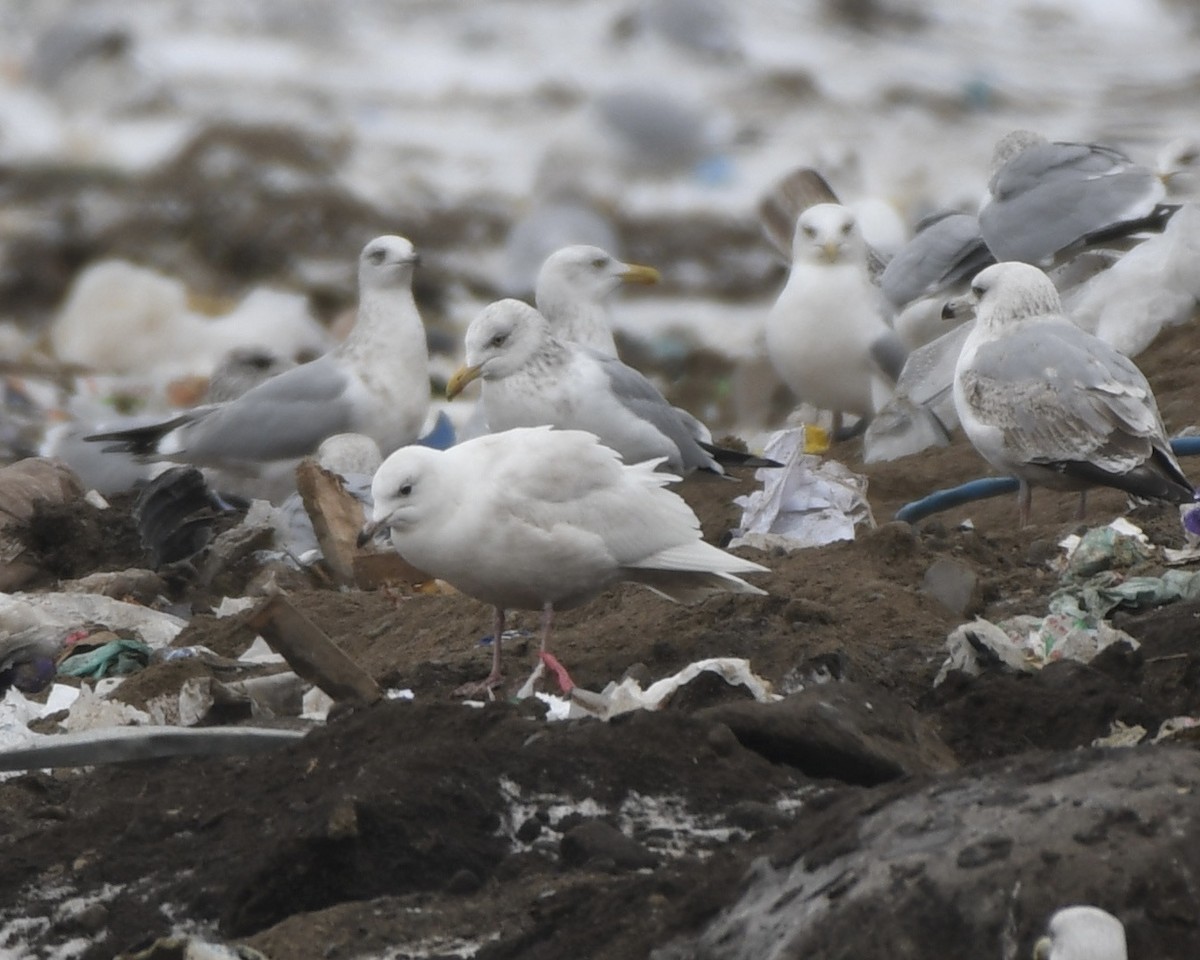 Gaviota Groenlandesa (kumlieni/glaucoides) - ML404157851