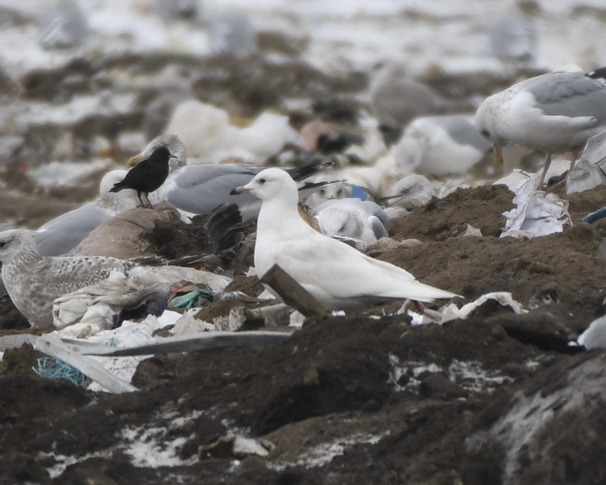 Gaviota Groenlandesa (kumlieni/glaucoides) - ML404157921