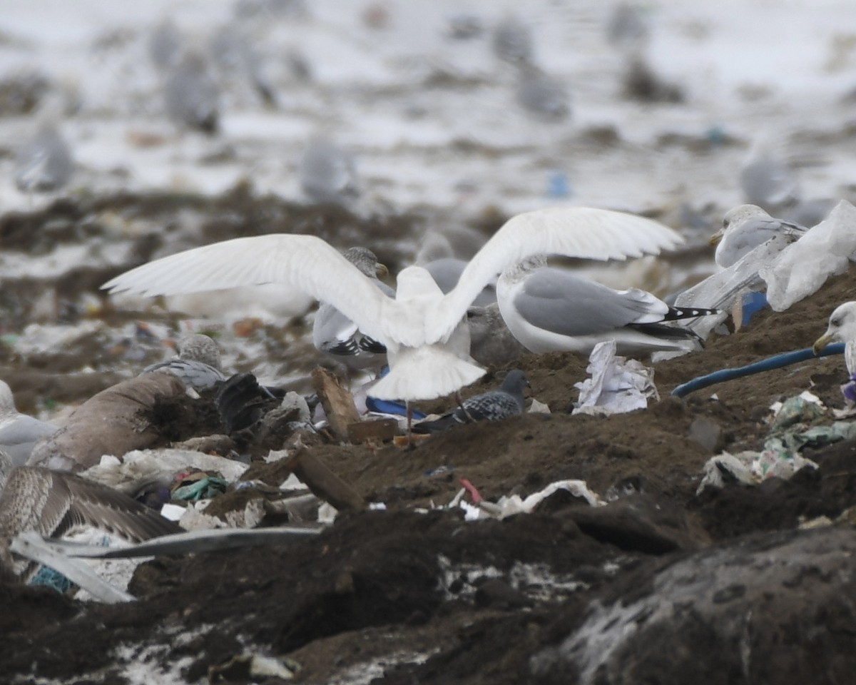 Gaviota Groenlandesa (kumlieni/glaucoides) - ML404157931