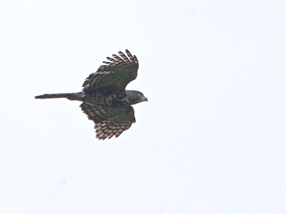 Congo Serpent-Eagle - ML40415821