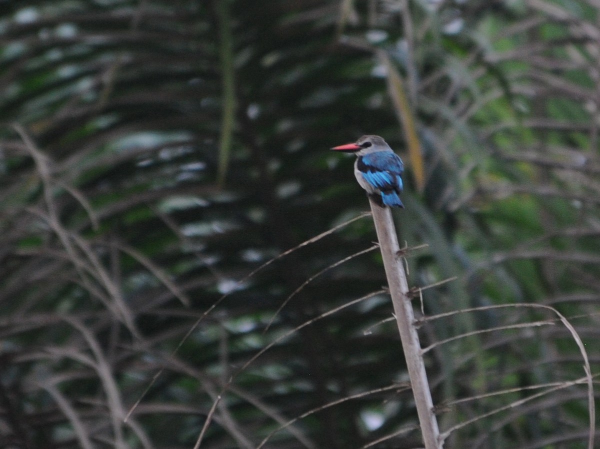 Woodland Kingfisher - ML40415851