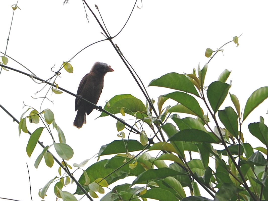 Bristle-nosed Barbet - ML40415861