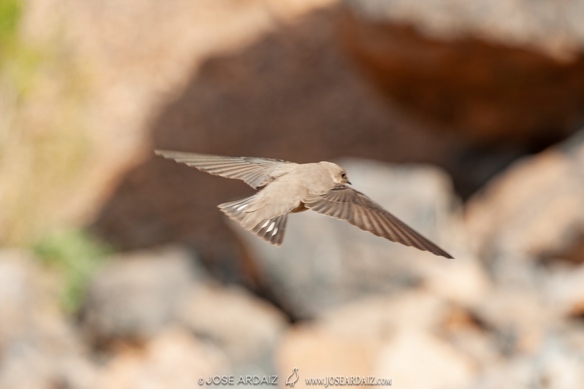 Eurasian Crag-Martin - ML404158611