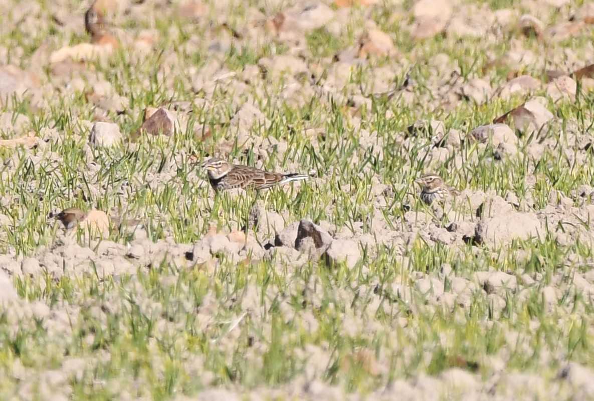 Calandra Lark - Thomas Rickfelder