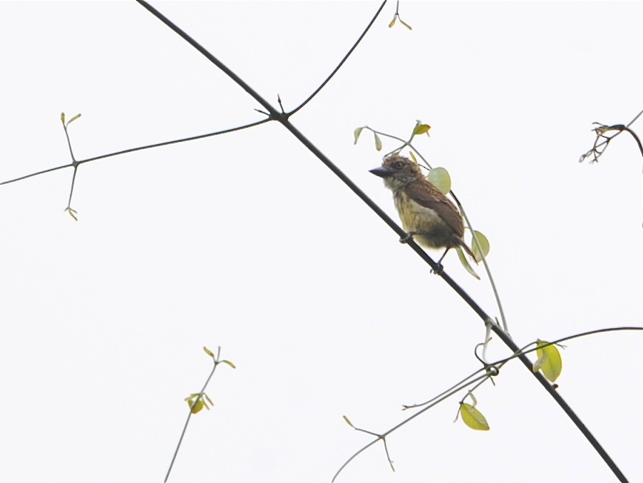 Speckled Tinkerbird - ML40415881