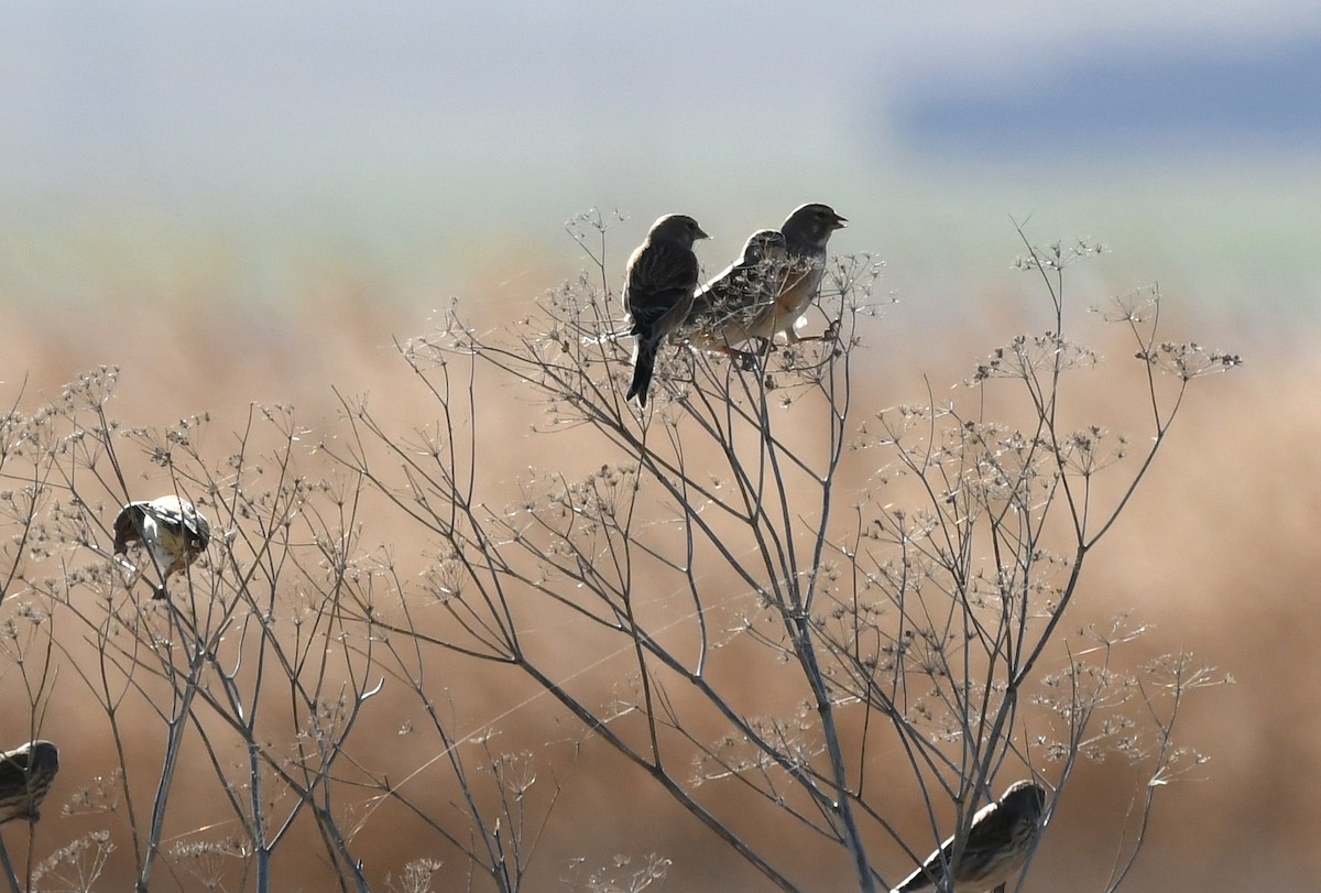 Eurasian Linnet - Thomas Rickfelder