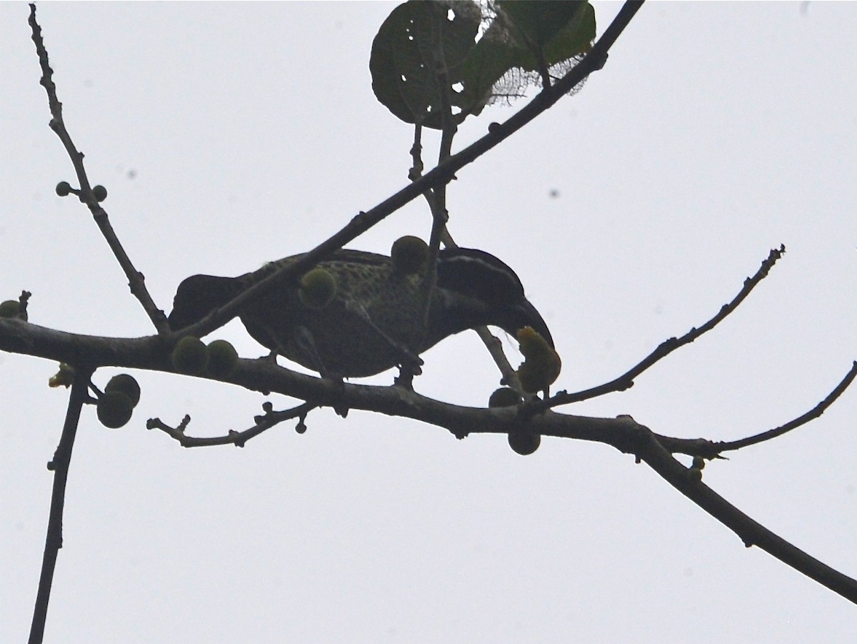 Hairy-breasted Barbet - ML40415911