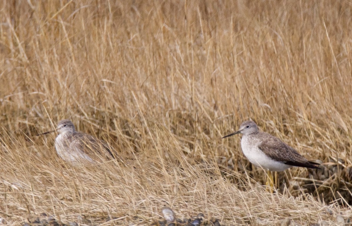 Greater Yellowlegs - ML404159231