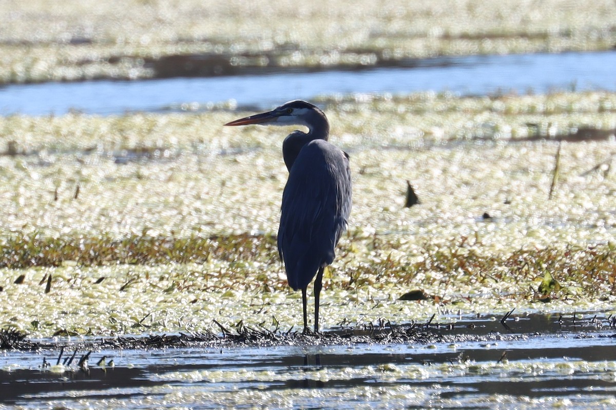 Great Blue Heron - ML404159261