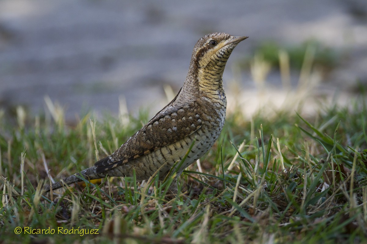 Eurasian Wryneck - Ricardo Rodríguez