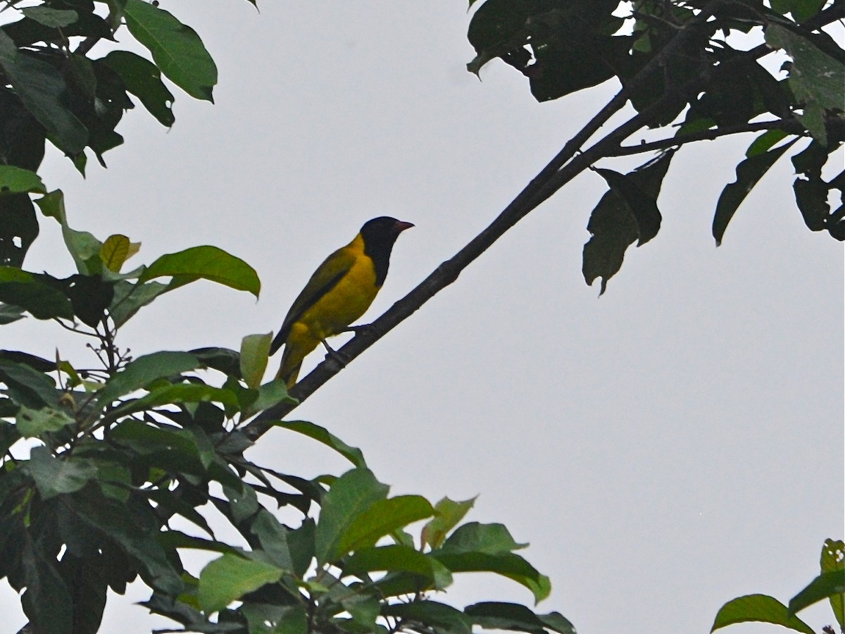 Black-winged Oriole - ML40415951