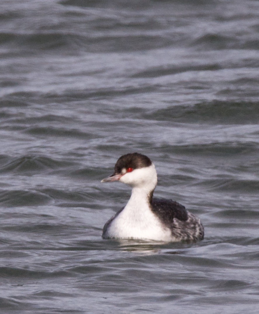 Horned Grebe - ML404159811