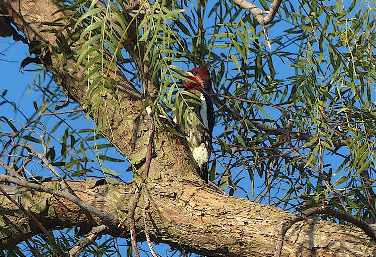 Red-breasted Sapsucker - ML404161391