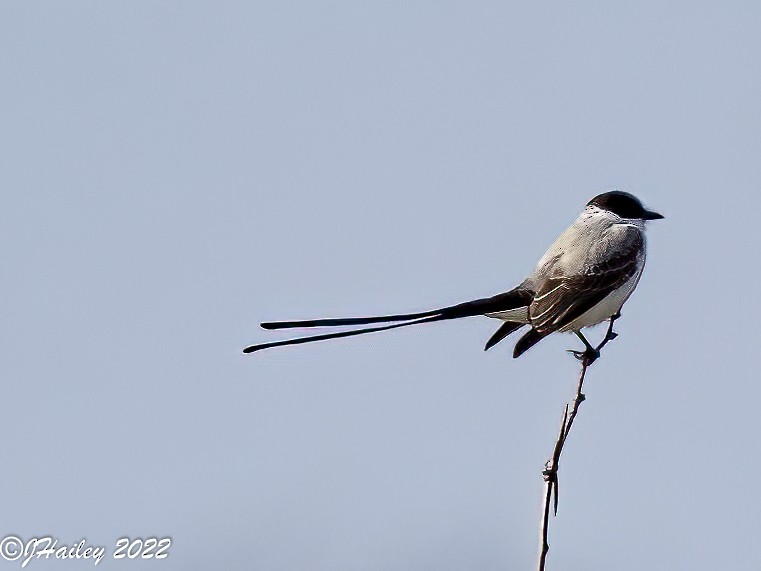 Fork-tailed Flycatcher - ML404161521