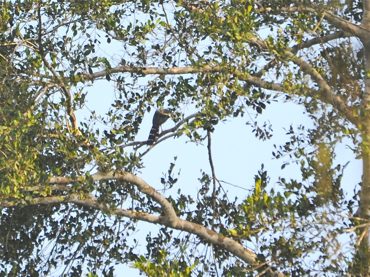 Long-tailed Hawk - Alan Van Norman