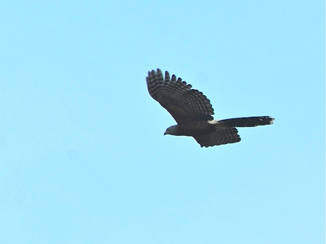 Long-tailed Hawk - Alan Van Norman