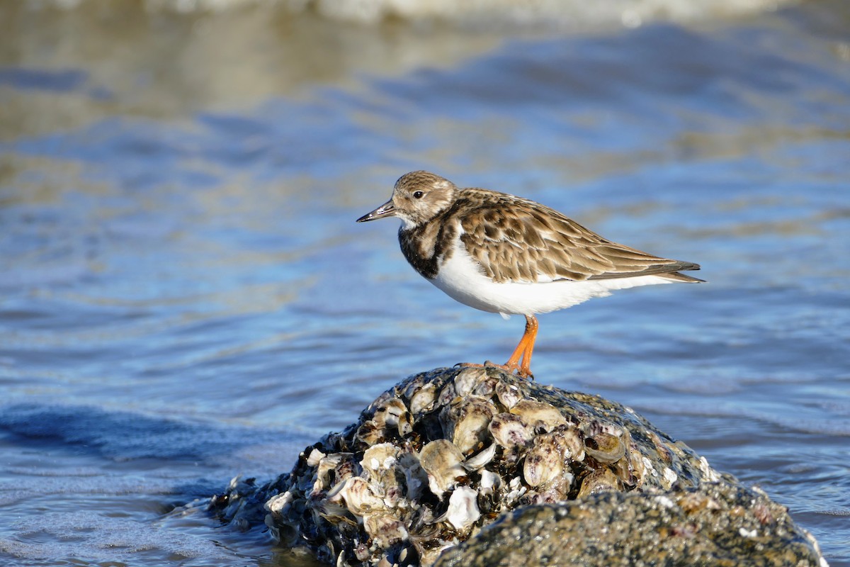 Ruddy Turnstone - Grace C