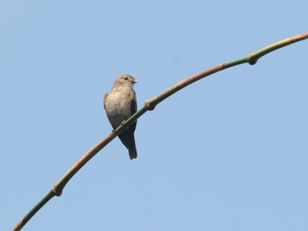 Ussher's Flycatcher - Alan Van Norman