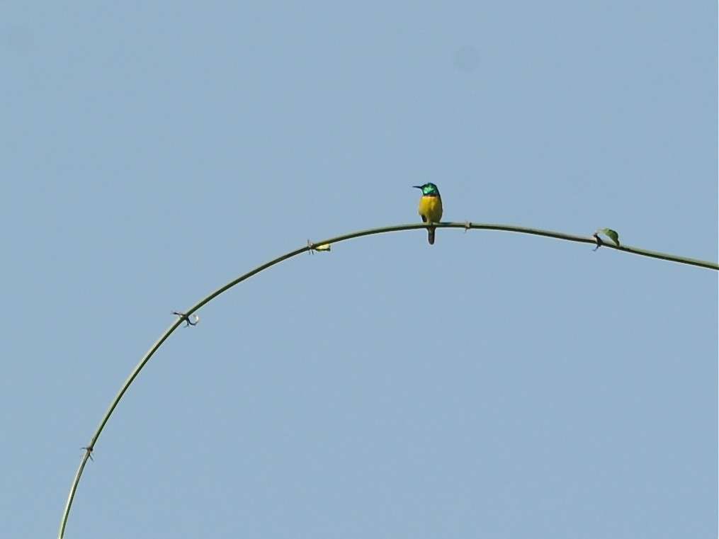 Collared Sunbird - Alan Van Norman