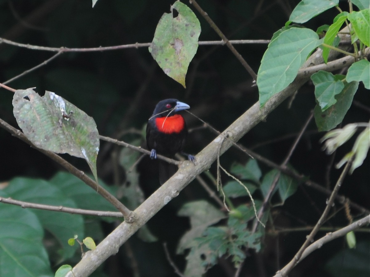 Blue-billed Malimbe - Alan Van Norman