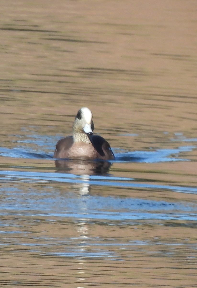 American Wigeon - ML404163881