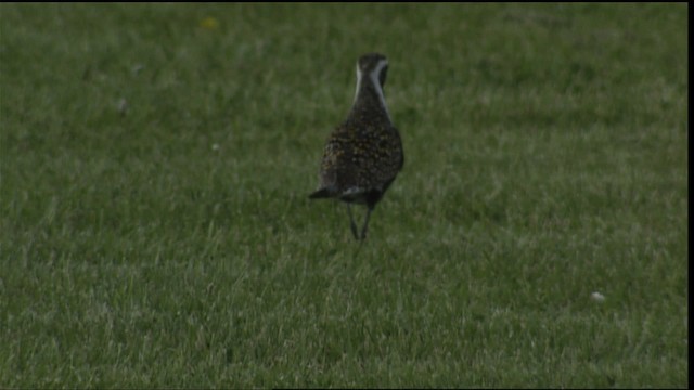 American Golden-Plover - ML404164