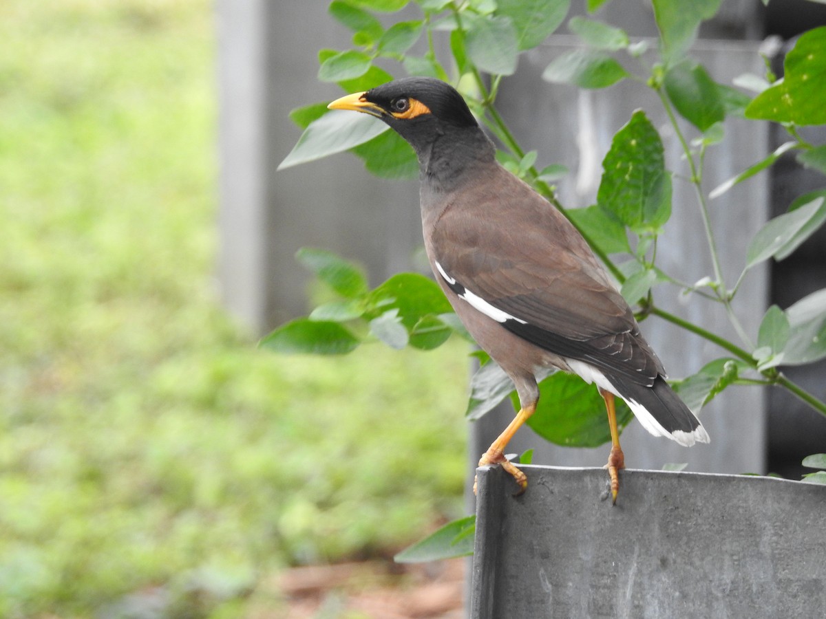 Common Myna - Luis Gonzalez