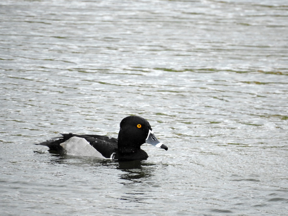Ring-necked Duck - ML404167461