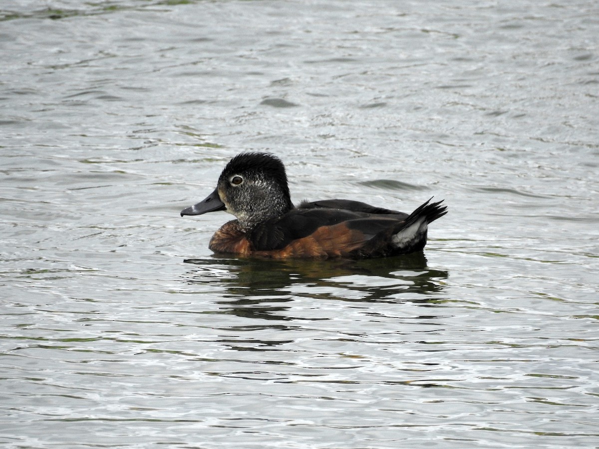 Ring-necked Duck - ML404167531