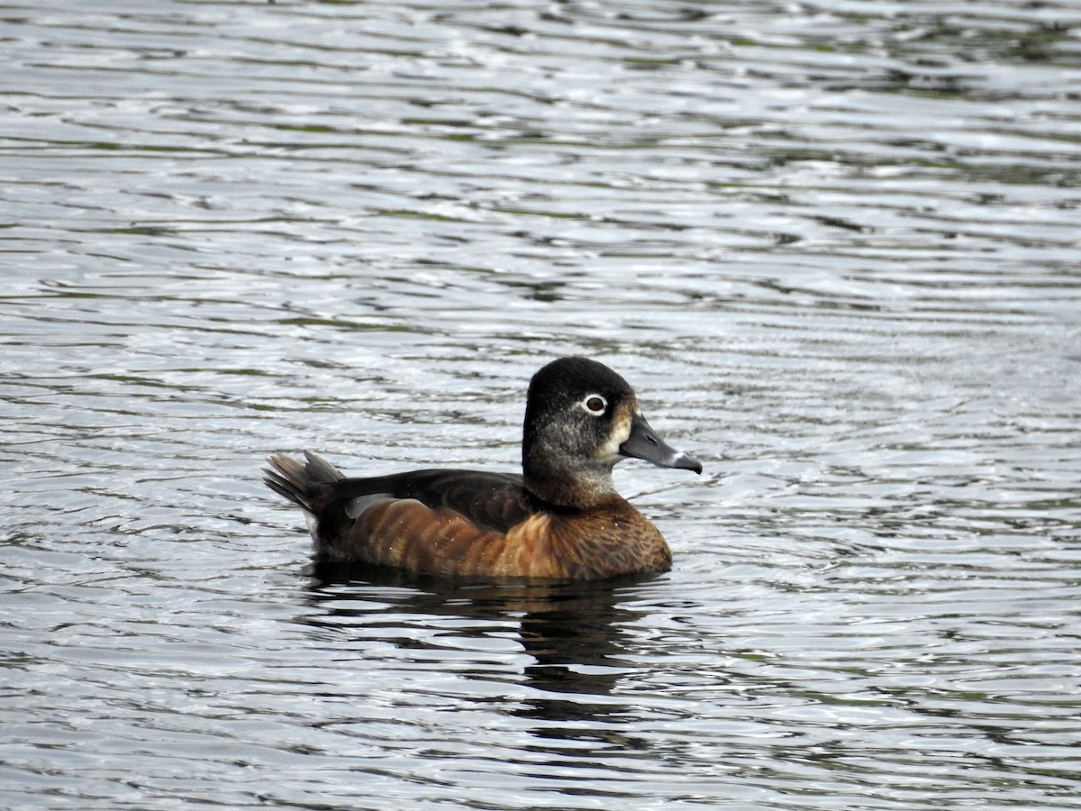 Ring-necked Duck - Luis Gonzalez