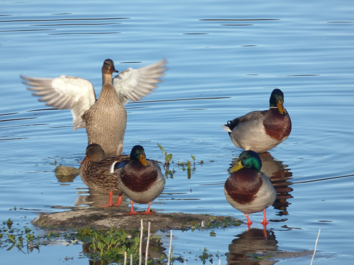 Canard colvert - ML404168971