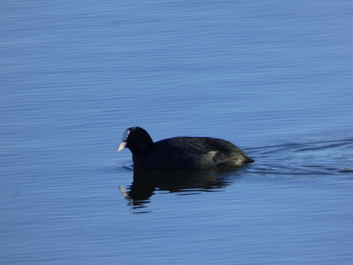 Eurasian Coot - ML404169111