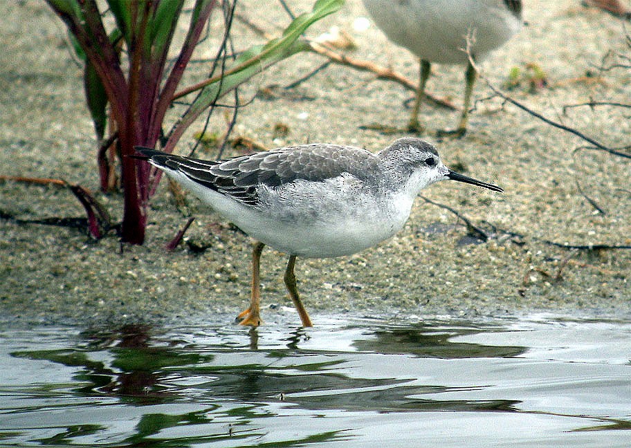 Wilson's Phalarope - ML40416961