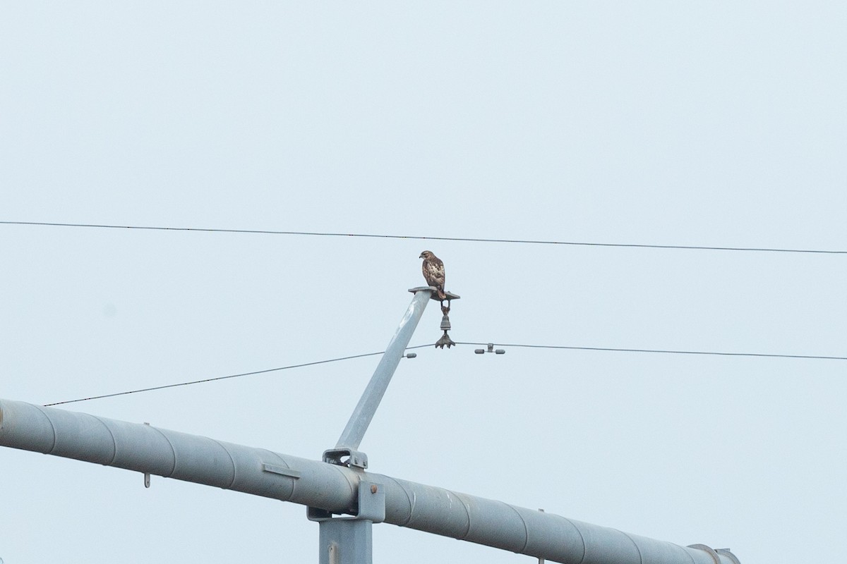 Red-tailed Hawk - ML404171821