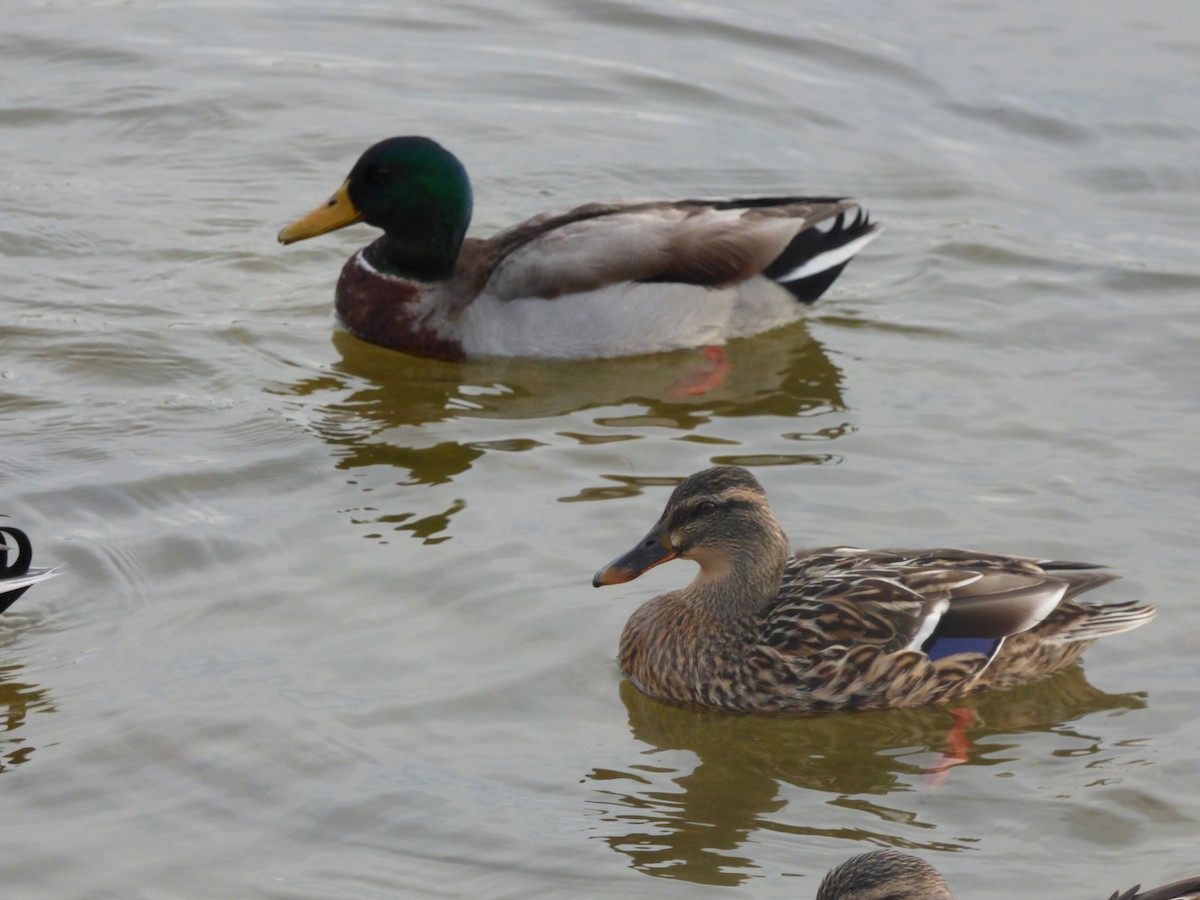 Canard colvert - ML404172001