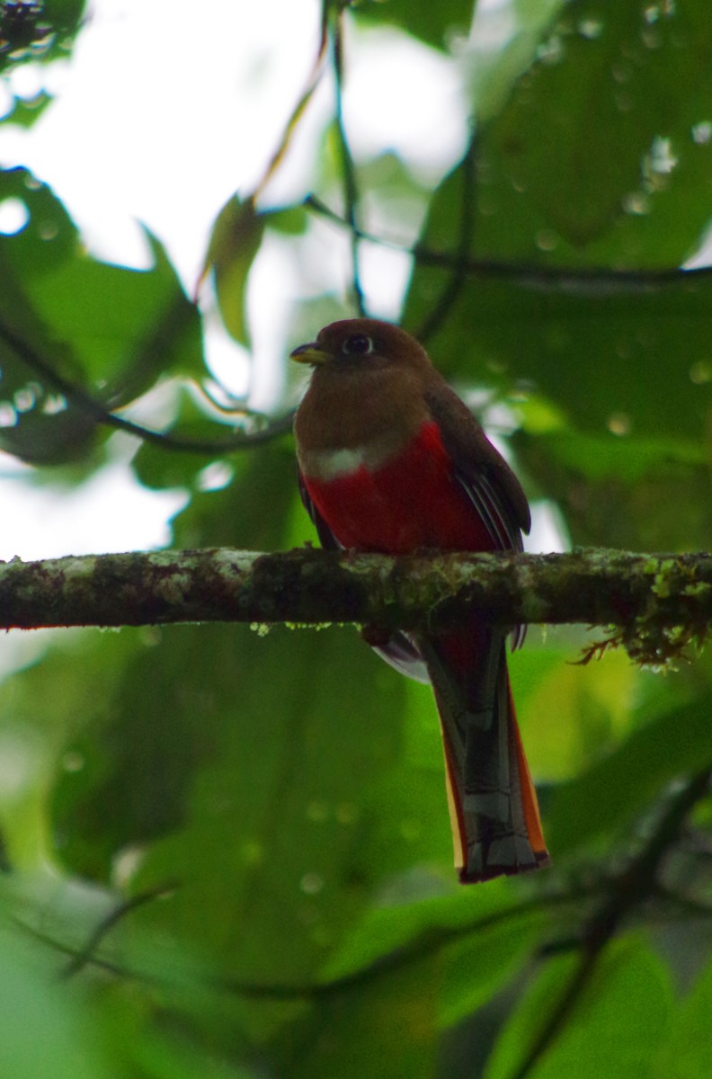 Trogon masqué - ML404172581