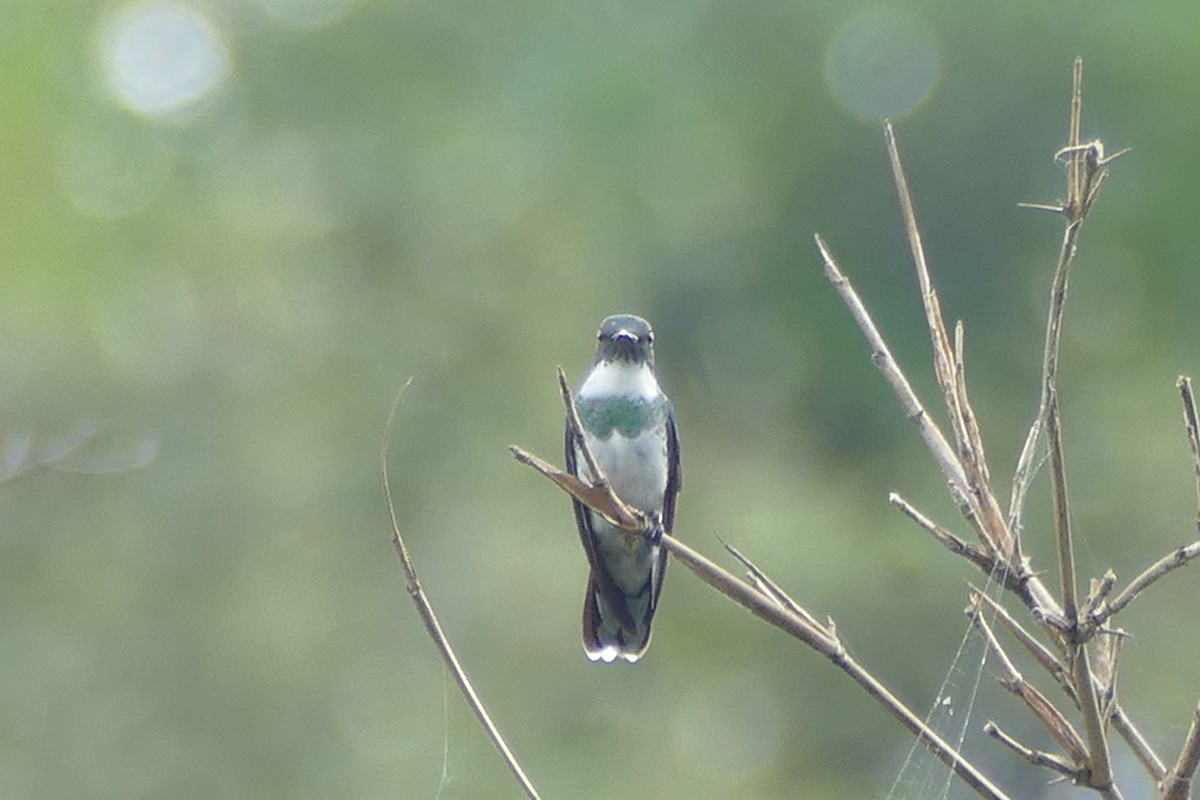 White-throated Hummingbird - ML404172601