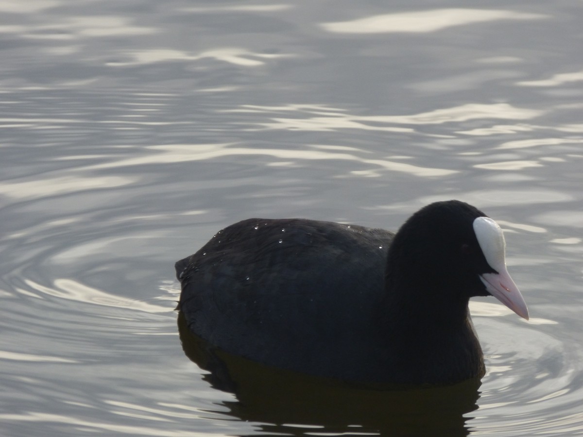 Eurasian Coot - ML404172841