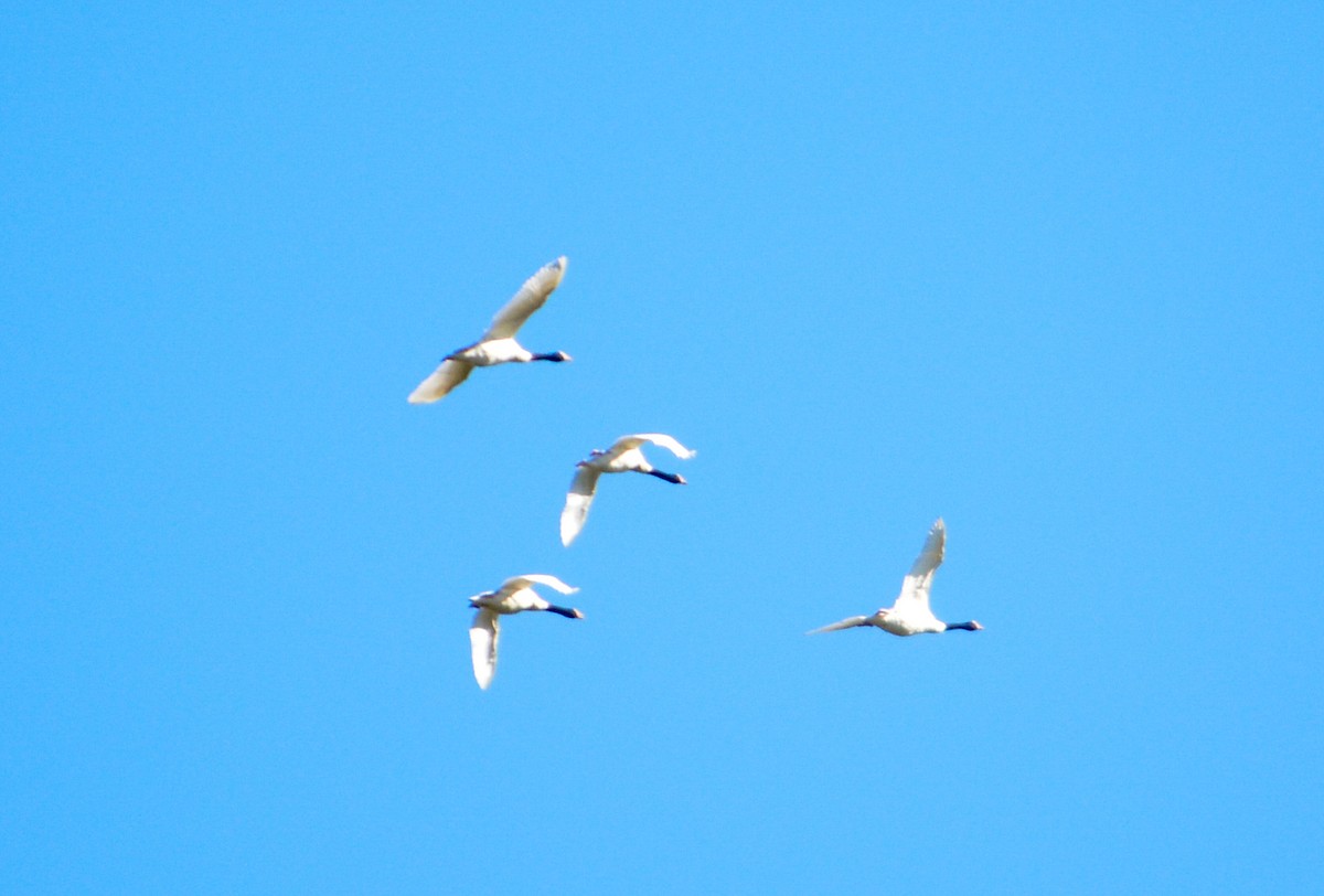 Black-necked Swan - ML40417301