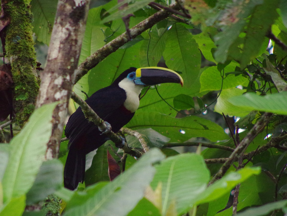 Toucan vitellin (culminatus/pintoi) - ML404173021