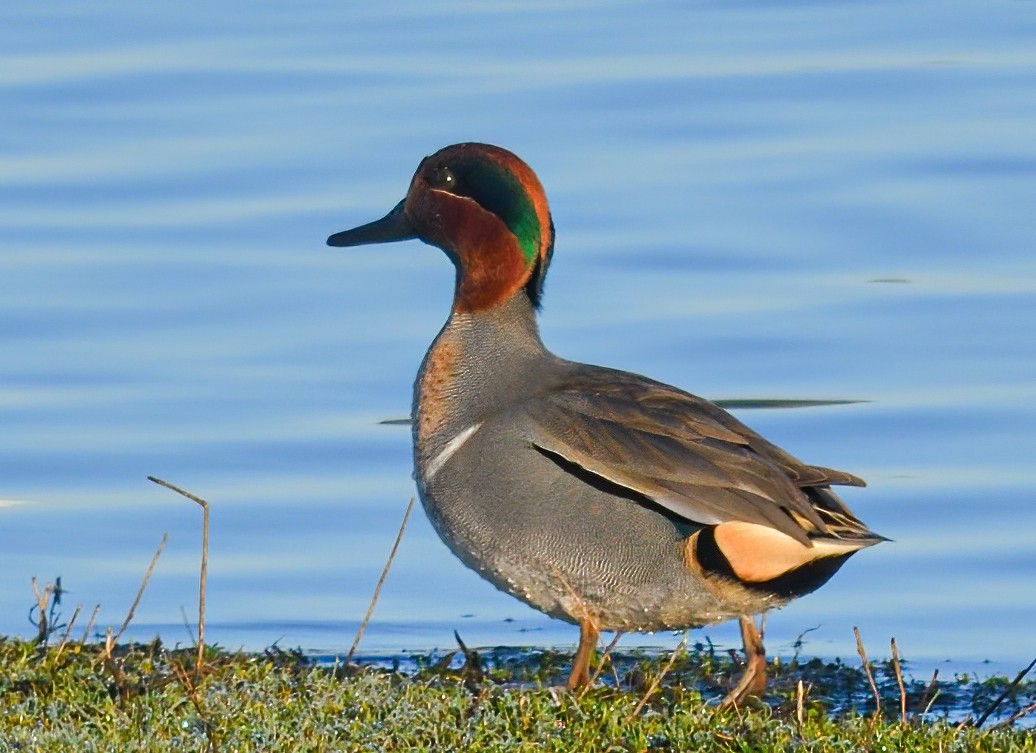 Green-winged Teal - Jerry Ting