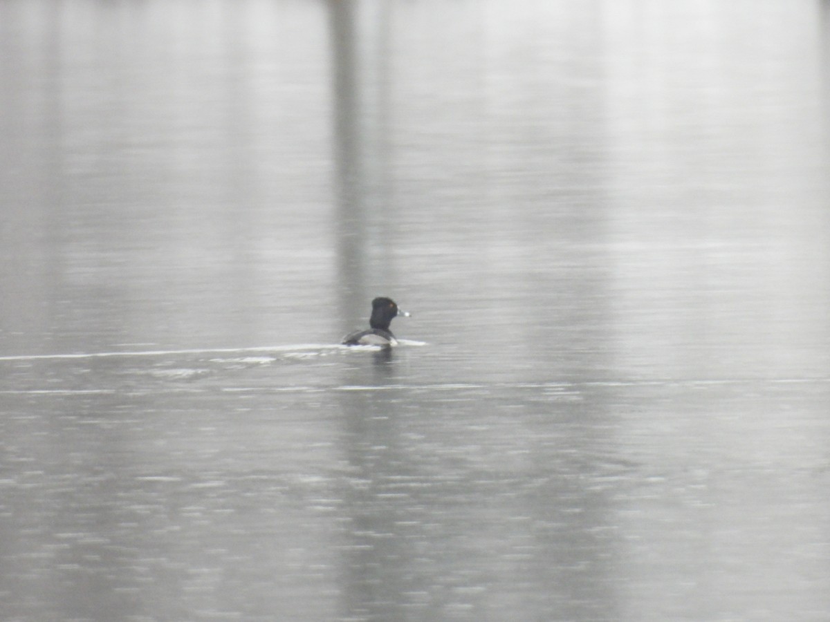 Ring-necked Duck - ML404175211