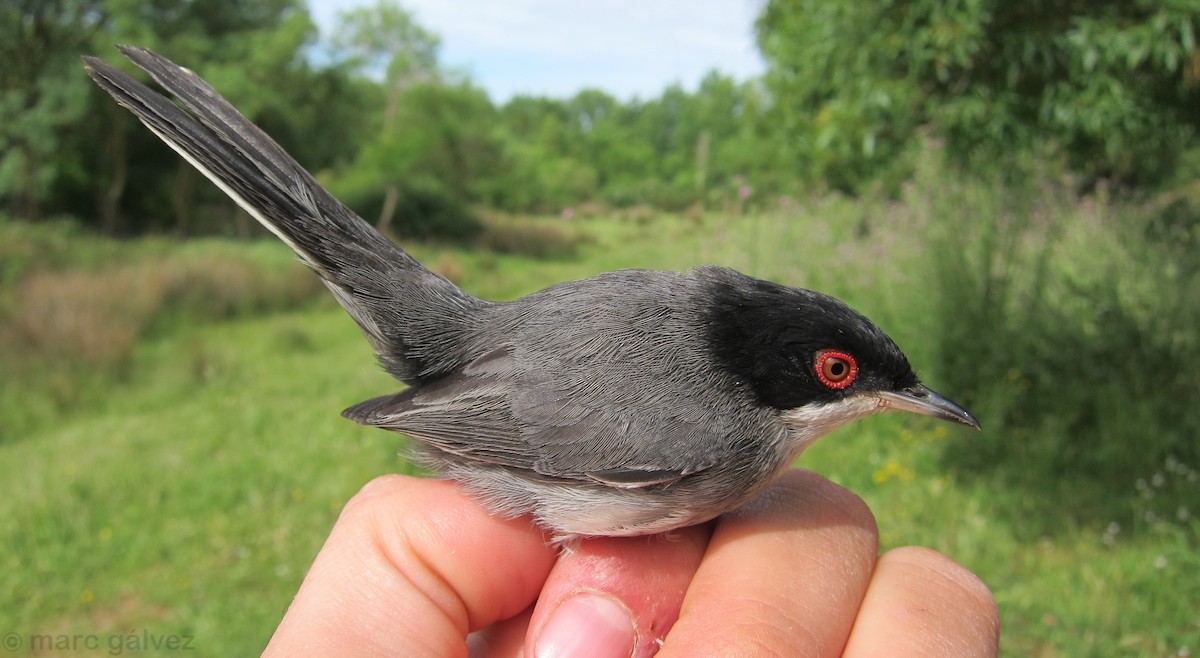 Sardinian Warbler - Marc Gálvez