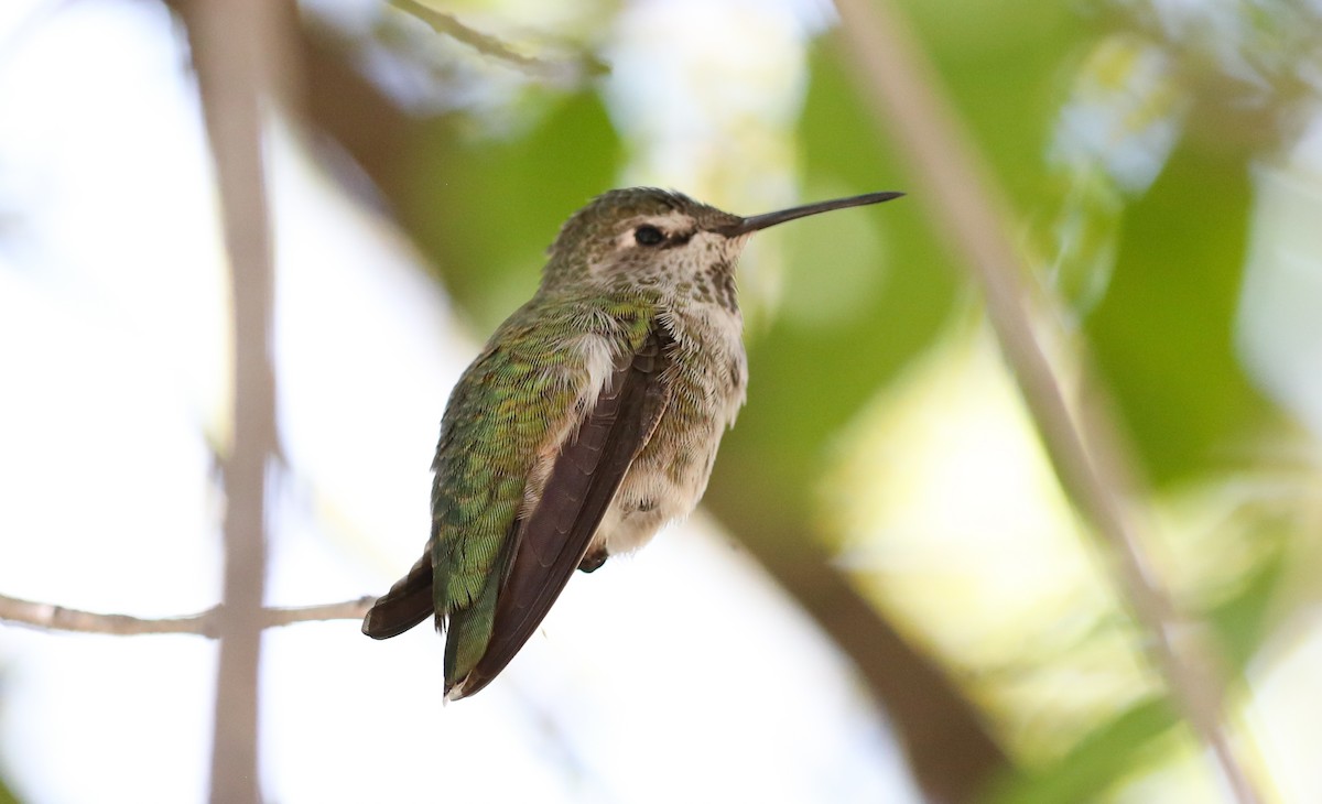 Anna's Hummingbird - ML404175391