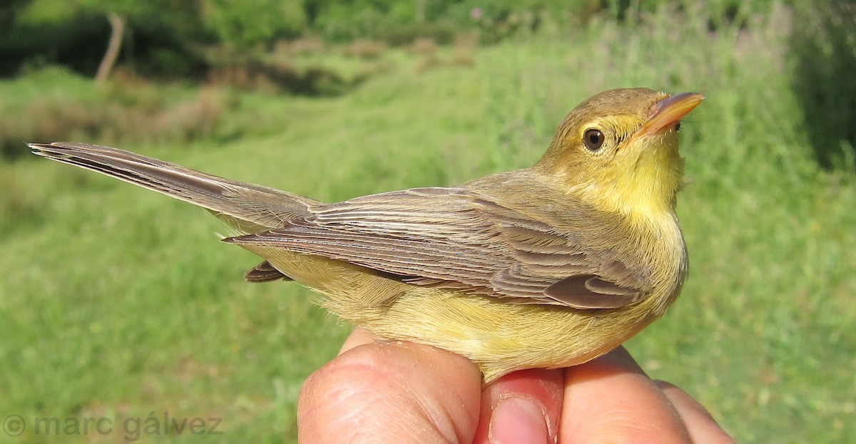 Melodious Warbler - ML40417551